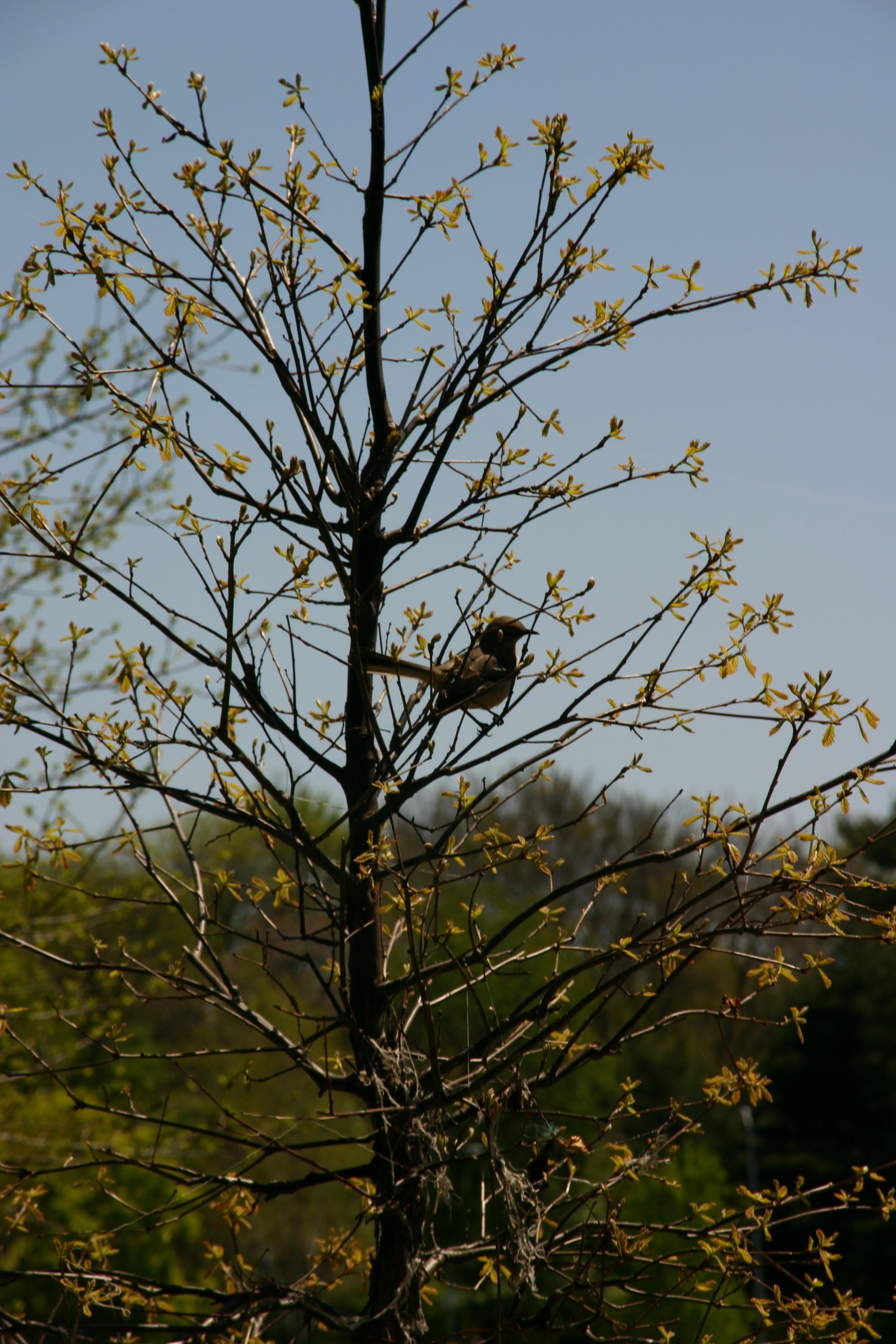 Jeffrey's Tree