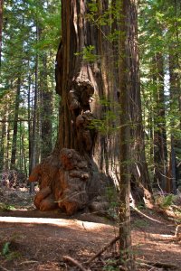 Redwood Forest