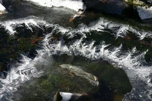 Ice