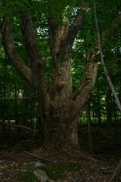 The Tree