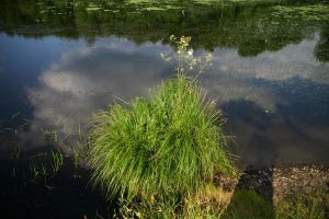 Reflections