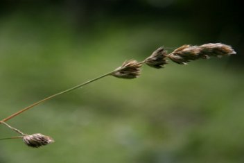 Grass
