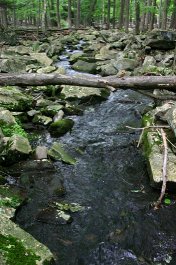 Brook