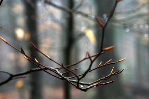 Drop on a Branch