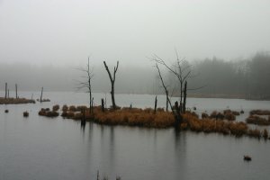 Misty Morning