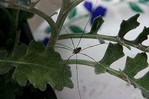 Spiders