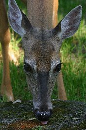 Deer