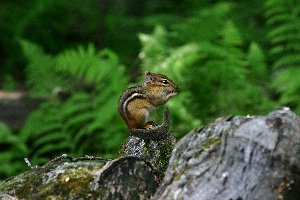Chipmunck