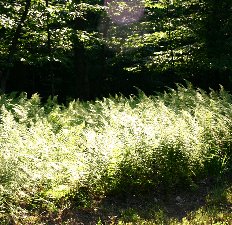 Summer Trees