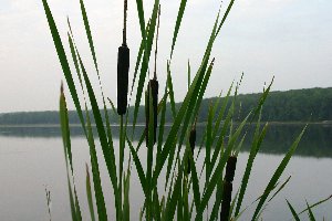 New Cat-tails