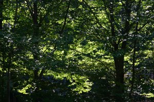 Summer Trees