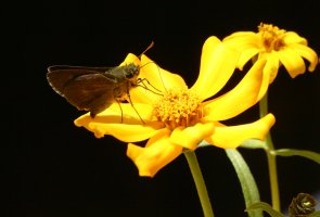 Moth