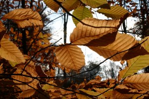 Autumn Leaves