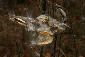 Milkweed