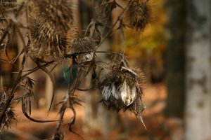 Seeds