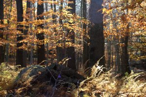 Autumn Trees
