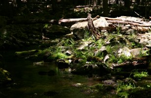 Brook