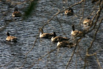 Geese