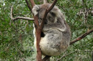 Healesville Sanctuary