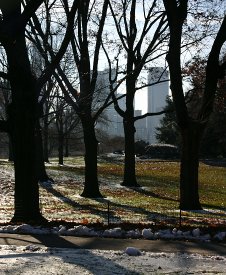 Walking in Central Park